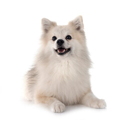 Japanese Spitz in studio