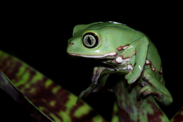 Phyllomedusa bicolor (waxy monkey) on branch, Phyllomedusa bicolor 