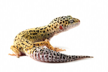 Leopard gecko closeup on isolated white background, Leopard gecko closeup