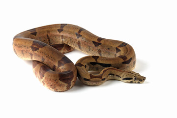 Boa constrictor imperator closeup head on isolated background, Boa constrictor imperator snake on...