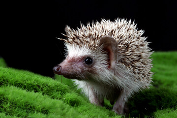 Cute baby hedgehog closeup on wood with black background, Baby hedgehog closeup on wood, Baby hedgehog closeup