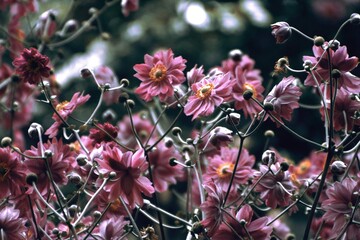 flowers in a plant before trees