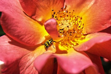 close up of a flower with a cucumber bug