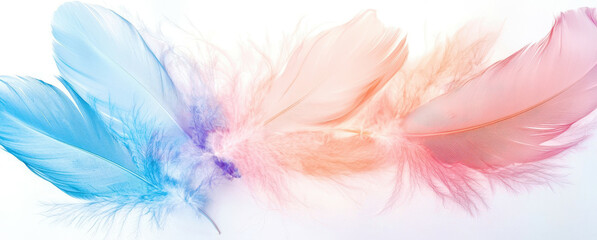 Obraz premium A colorful feather arrangement with blue, pink, and orange feathers