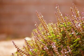 rosemary flowers in the field