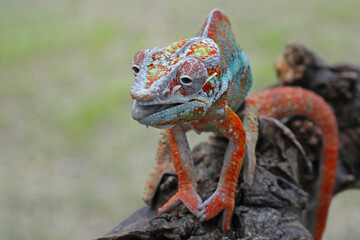 Beautiful of panther chameleon on wood, The panther chameleon on tree