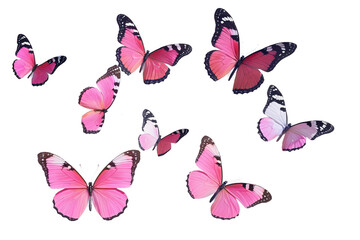 Fototapeta premium tropical pink butterflies on an isolated white background, watercolor painting, Generative AI