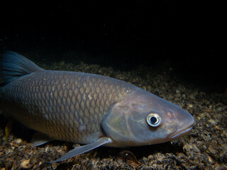 Close-Up of a European Chub in Its Natural Freshwater Habitat: Underwater Wildlife Photography in the Aare River