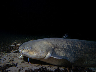 Majestic Catfish in the Depths of the Aare River: Underwater Wildlife Photography in Tranquil Freshwater Habitat