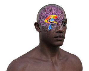 The lateral brain ventricles, 3D illustration