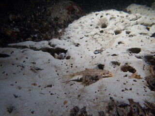 Young Catfish in the Aare river in Switzerland on clay ground