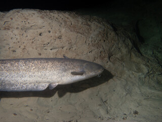 Majestic Catfish in the Depths of the Aare River: Underwater Wildlife Photography in Tranquil Freshwater Habitat