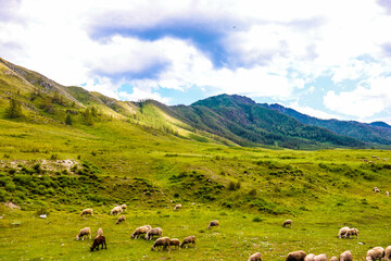 Nature. Altai Mountains