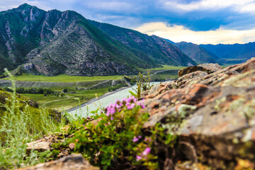 Nature. Altai Mountains