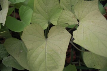 Close-Up of Fresh Green Sweet Potato Leaves with Dew Drops, Showcasing Natural Texture and Organic Details in a Vibrant Garden Setting – Perfect for Agriculture, Nature, and Botanical Themes