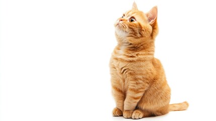Fototapeta premium Ginger Cat Sitting and Looking Up