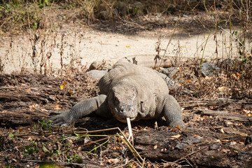 Komodo Dragon with tongue out in Brown Grass 