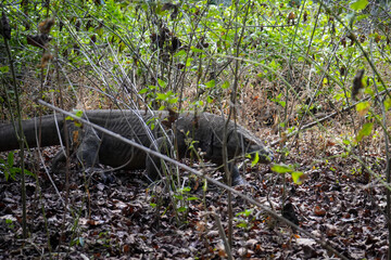 Komodo Dragon Hidden by Undergrowth - Island Predator 