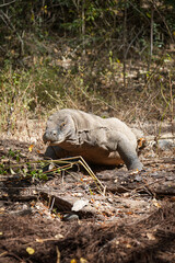 Komodo Dragon in Undergrowth Waiting Patiently 