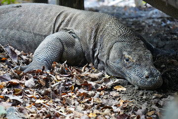 Close up of Komodo Dragon, hidden beneath Structure - Komodo Island, Indonesia 