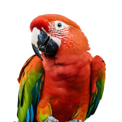 red and green macaw tropical bird rare exotic 