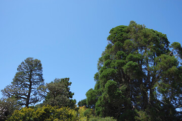 San Francisco Golden Gate Park Vegetation