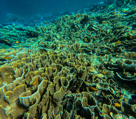 Colorful and beautiful coral reefs under the ocean
