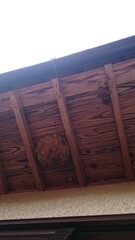 358)Japanese yellow hornet nest under the eaves of the second floor(Photo taken at 10:05. on august 19, 2015) vespa simillima xanthoptera