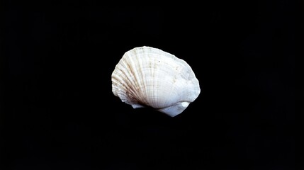 acro shot of a pale, soft-textured seashell on a dark black quality