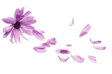 Purple Daisy with scattered petals floating in mid air expressing floral beauty isolated on background.