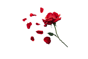 Beautiful single red rose with scattered petals falling in the air isolated on background.