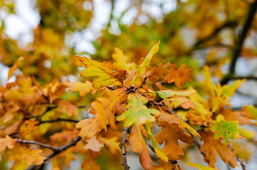 Close-up of oak leaves in autumn hues. A detailed look at vibrant oak leaves with warm orange and yellow tones. taken at eye level, showcasing natural textures.