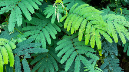 Small phyllanthus emblica leafes background.