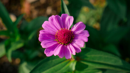 Obraz premium pink flower in the garden