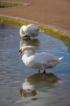 The Round Pond is an ornamental lake in Kensington Gardens, London, in front of Kensington Palace, UK