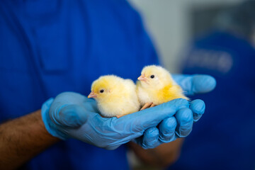 Chicks being cared for at a clinic. Two fluffy yellow chicks are being lovingly held in a gloved hand at a veterinary clinic with a caring atmosphere.