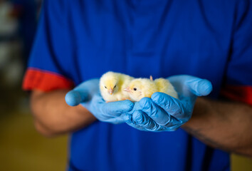 Caring for newborn chicks in a farm setting today. A person gently holds two newborn chicks in their hands while wearing blue gloves, showcasing care and responsibility. © Vadim