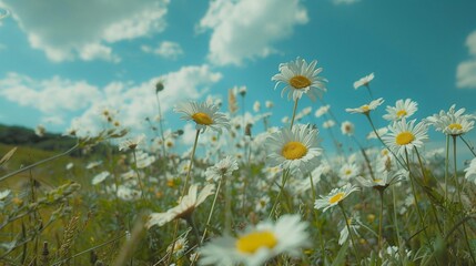 White daisies in a field under a blue sky © Beer AI