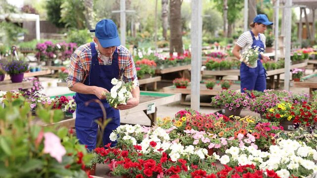 Man worker is holding large pot with composition of contrasting white and purple ampel petunias Surfinia. Ready-made solution for decorating house territory, flower pot with fragrant flowers for