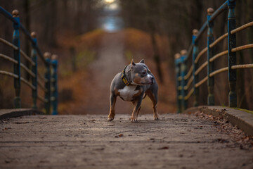 A dog poses standing on a bridge in an autumn park.