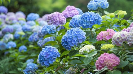 Hydrangea bushes in full bloom in a garden