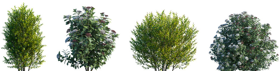 Set of Viburnum tinus and Ligustrum vicary frontal isolated png on a transparent background perfectly cutout