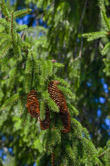Świerk pospolity, szyszki wiszące na drzewie wśród igliwia © Paweł Kacperek