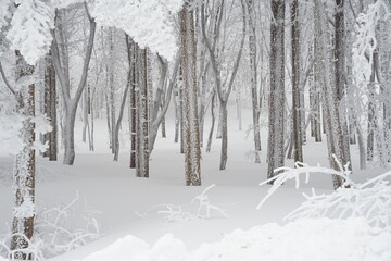 Snow Scenery of Daegwallyeong, Gangwon-do, Korea