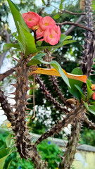 Euphorbia milii flower or crown of thorns flower