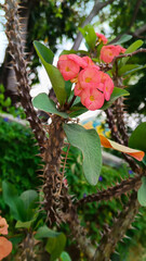Euphorbia milii flower or crown of thorns flower