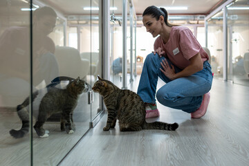 Cats interact through glass partitions in pet hotel rooms, observing each other as female staff member introduces new arrivals. Pet hotel, feline interaction, supervised introduction, animal comfort