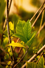 Plant yellow evergreen