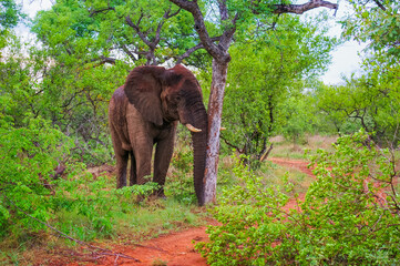 African Elephant (Loxodonta africana) Rubbing Against a Tree in Forest Habitat