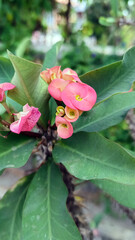 Euphorbia milii flower or crown of thorns flower
